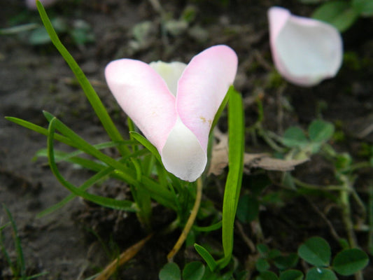 Why Women Should Advocate Invisible Illnesses: Top 3 Reasons - The Dreamer's Bookshop.