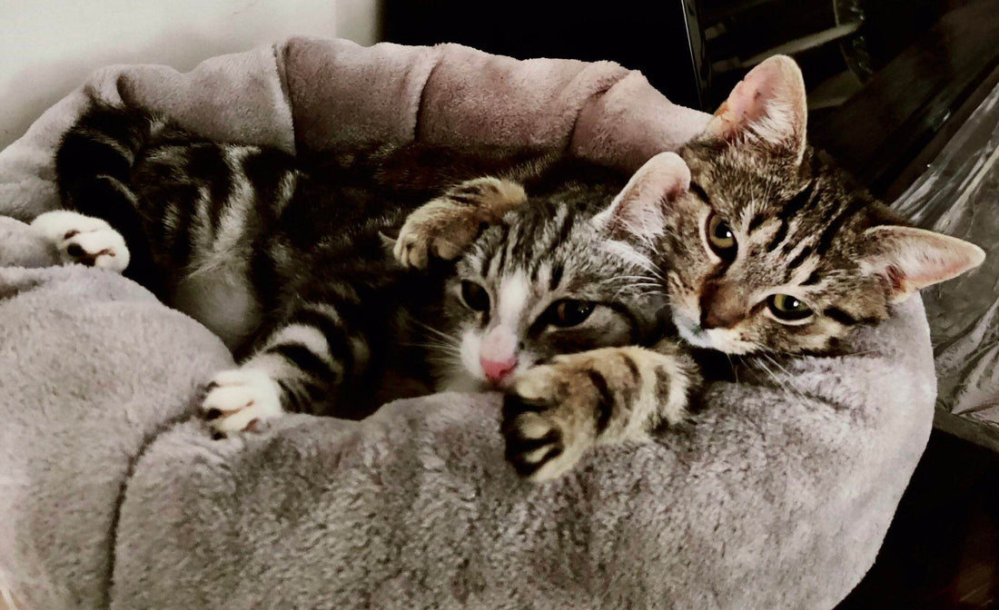 4 Inspiring Reasons Why Adopting Animals Enriches Your Life - The Dreamer's Bookshop.