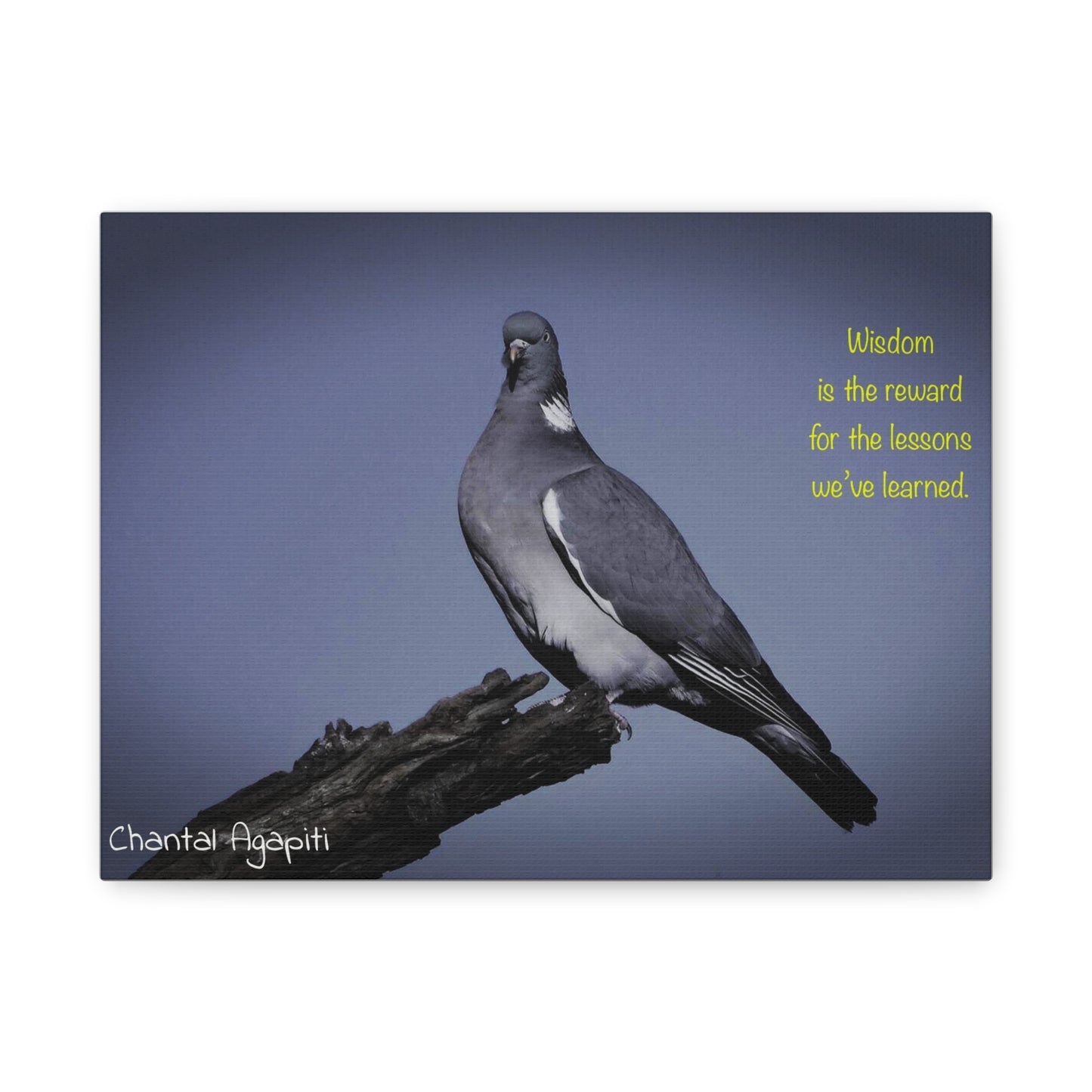 Inspirational Bird Canvas Art - "Wisdom is the Reward" - The Dreamer's Bookshop.